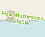 How Mushrooms Grow