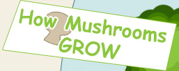 How Mushrooms Grow