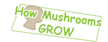 How Mushrooms Grow